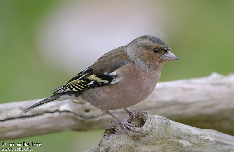 Pinson des arbres mâle