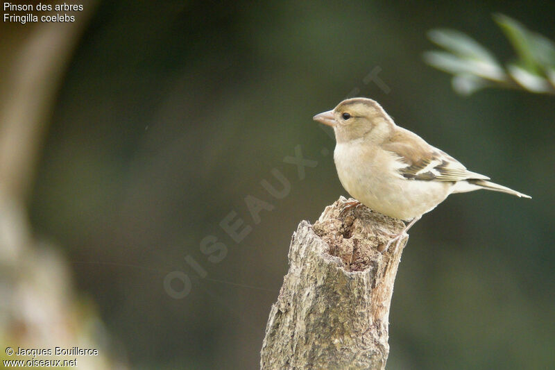 Eurasian Chaffinch