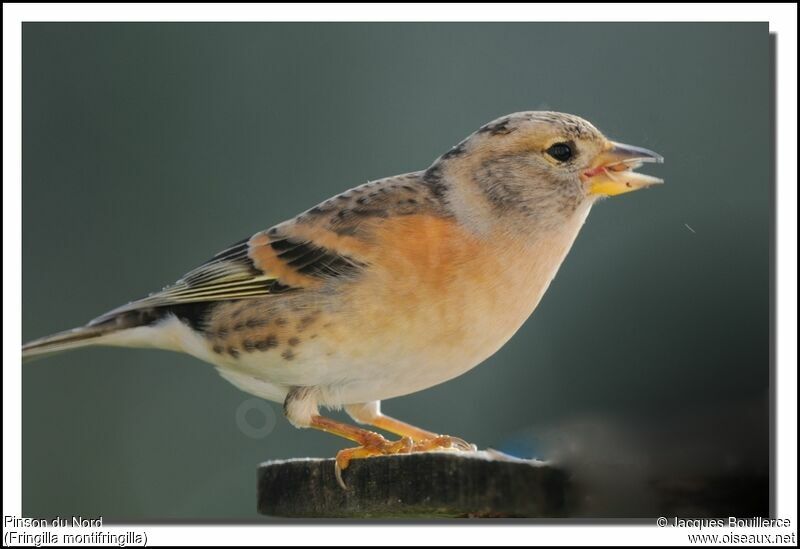 Brambling female adult