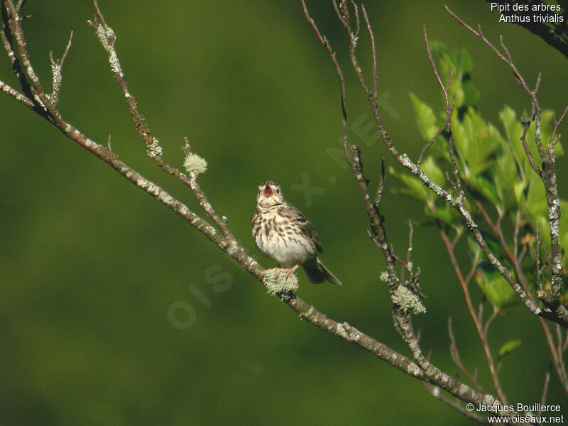 Pipit des arbres