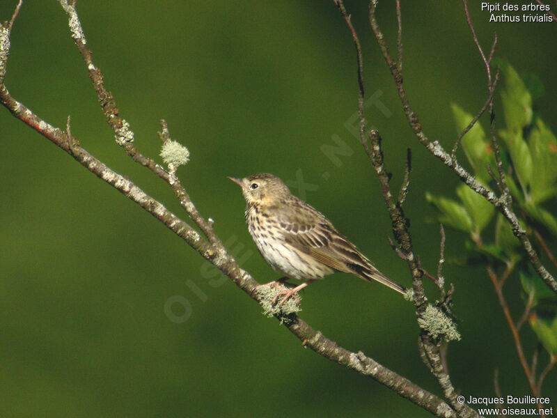 Pipit des arbres