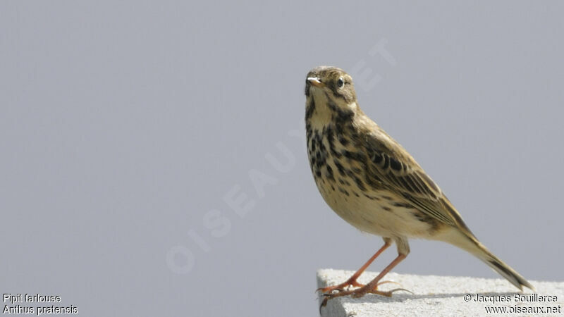 Pipit farlouse