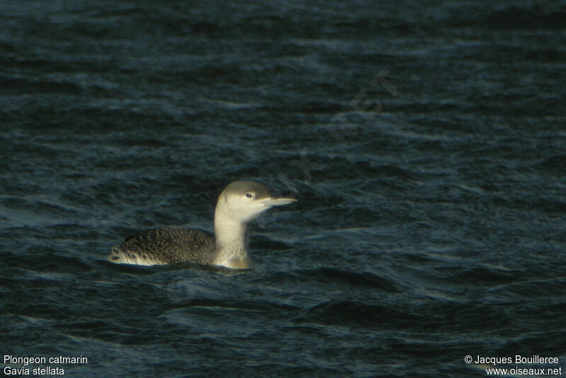 Plongeon catmarin