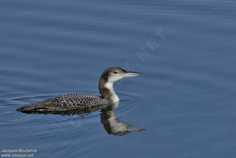 Plongeon imbrin1ère année, identification