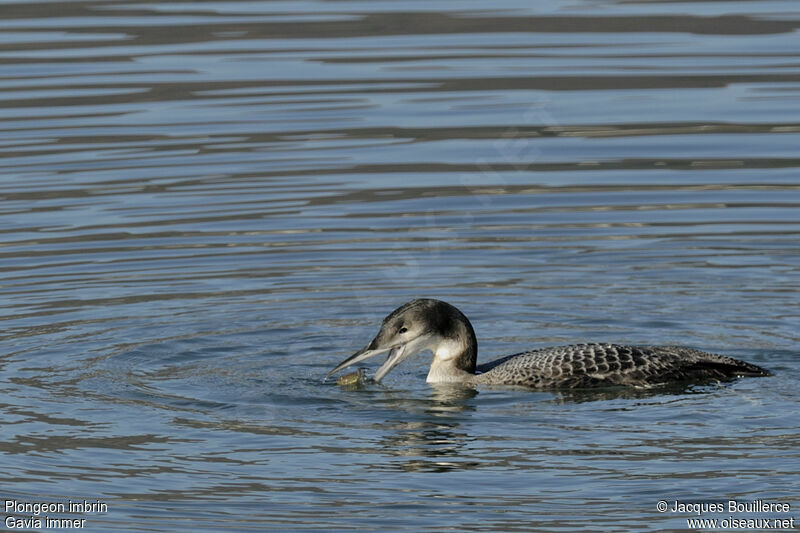 Plongeon imbrinjuvénile