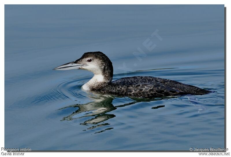 Common Loon