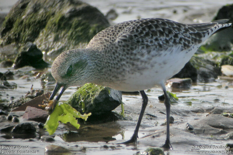 Grey Plover