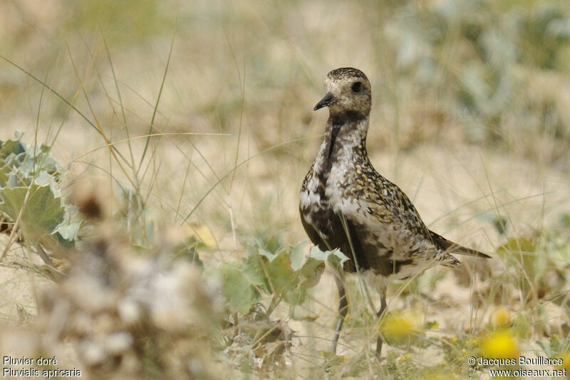 Pluvier doré, identification