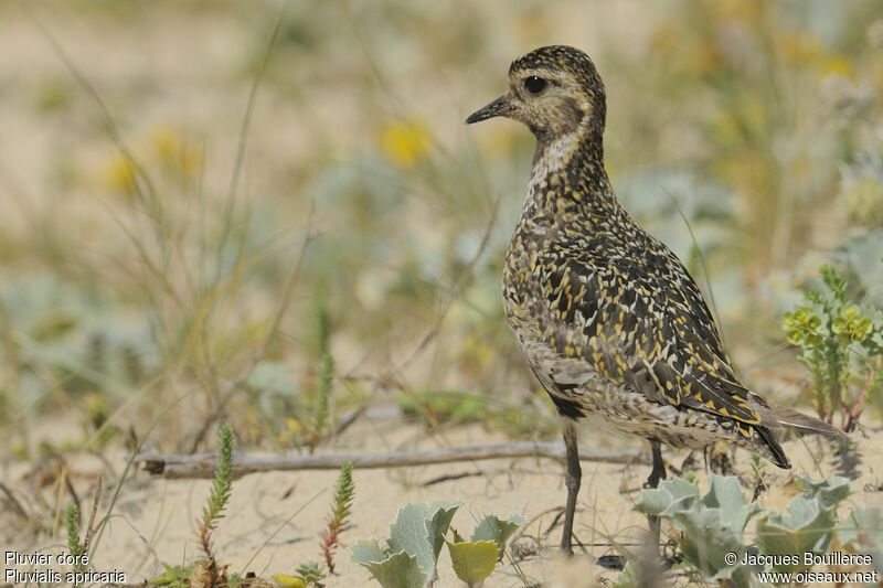 Pluvier doré, identification