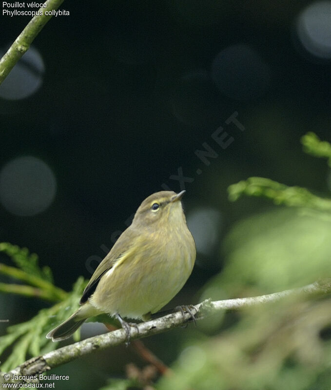 Common Chiffchaff