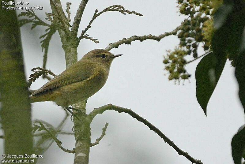 Common Chiffchaff