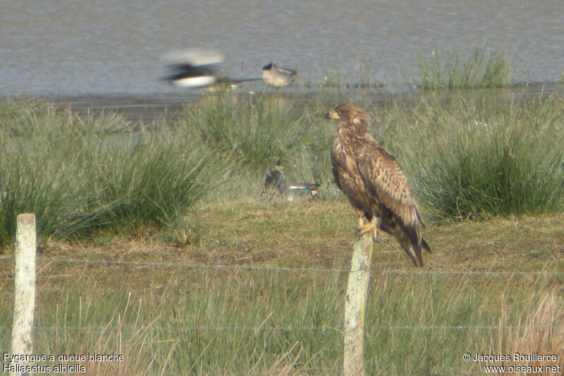 White-tailed EagleSecond year