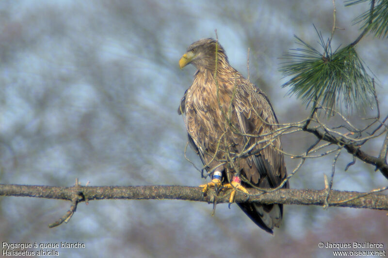 White-tailed Eaglesubadult