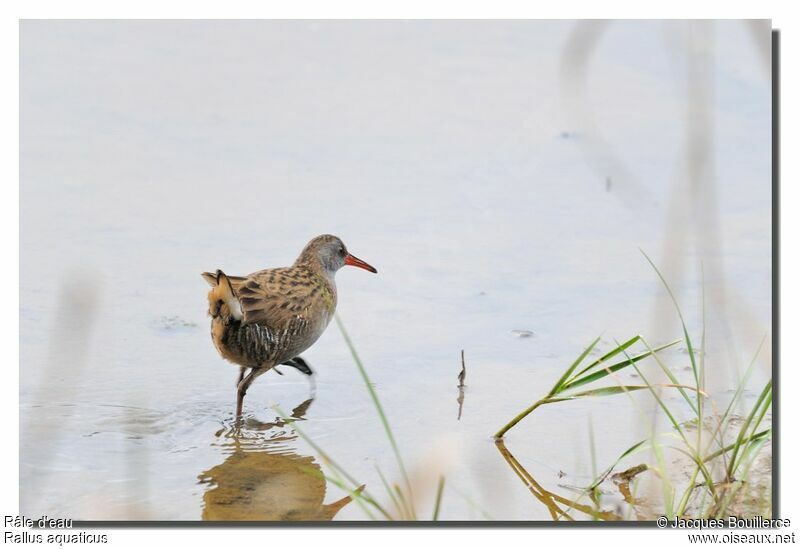 Water Railadult