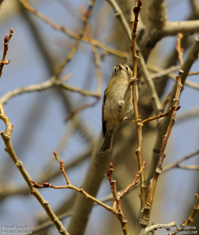 Goldcrest female adult