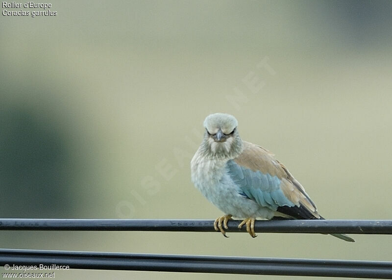 European Roller