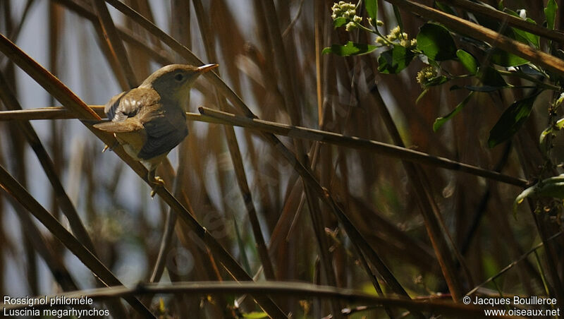 Common Nightingale