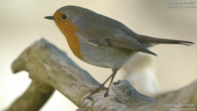 European Robin