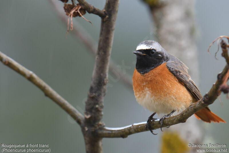 Common Redstart