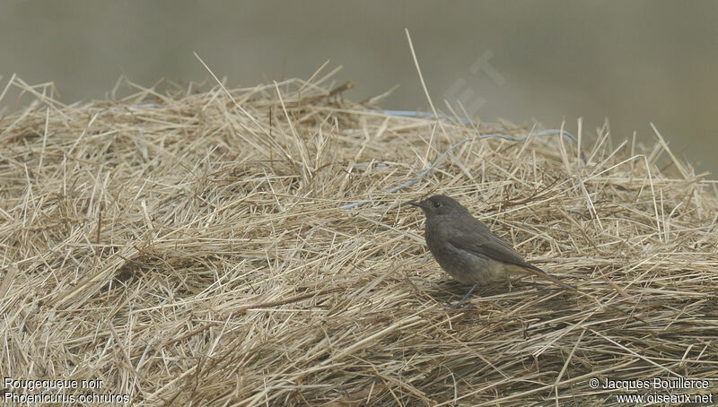 Black Redstart