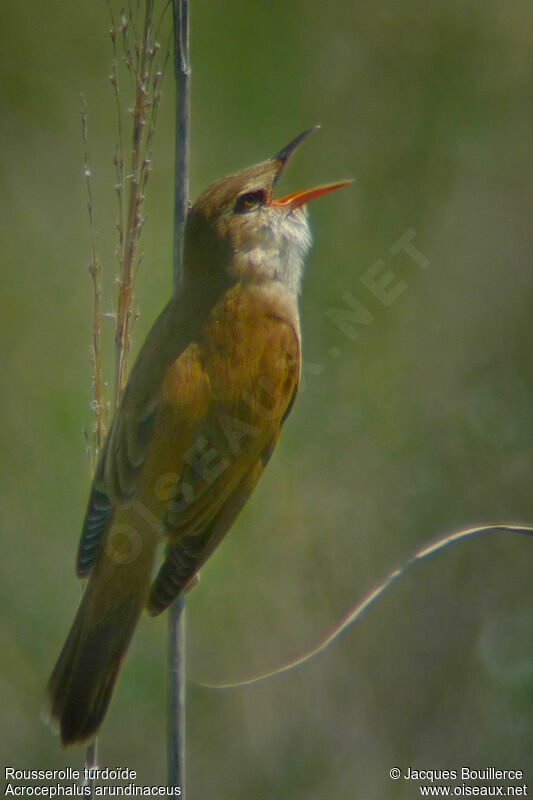 Great Reed Warbleradult, song