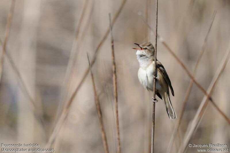 Great Reed Warbler