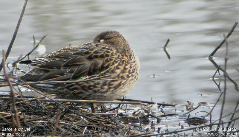 Eurasian Teal female adult