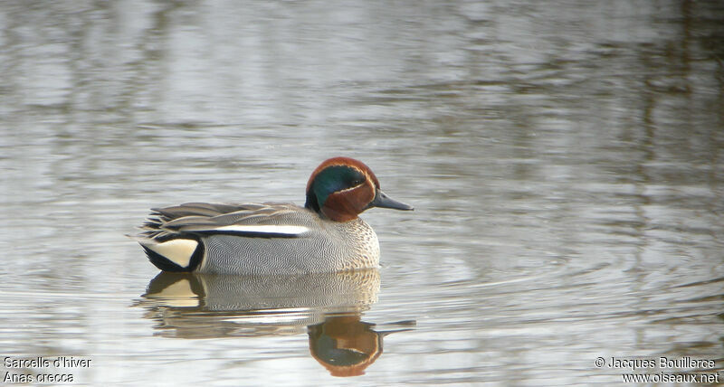 Eurasian Teal male adult, identification