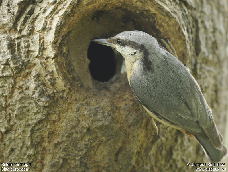 Eurasian Nuthatchadult