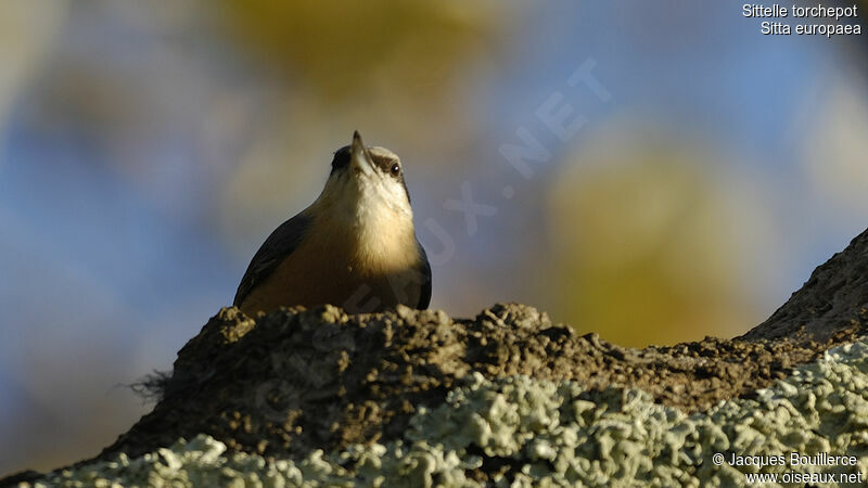 Eurasian Nuthatch