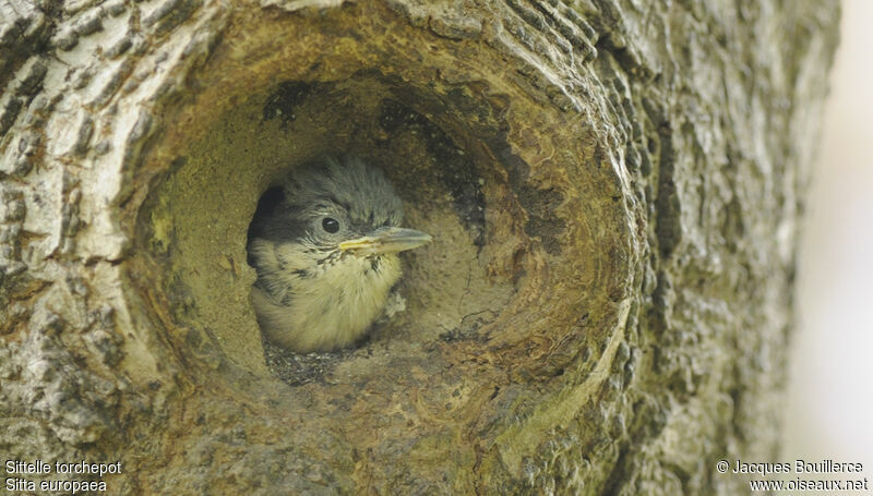 Eurasian NuthatchFirst year