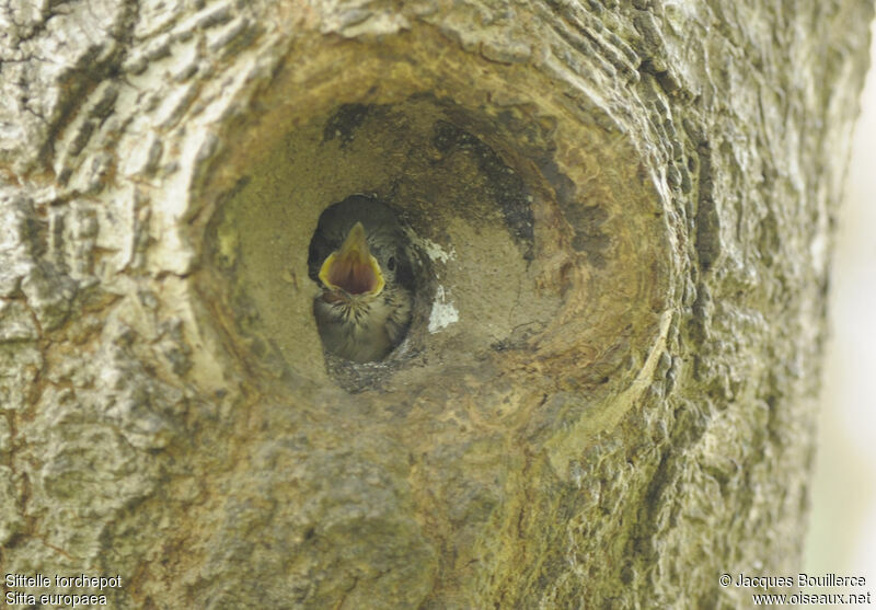 Eurasian NuthatchFirst year