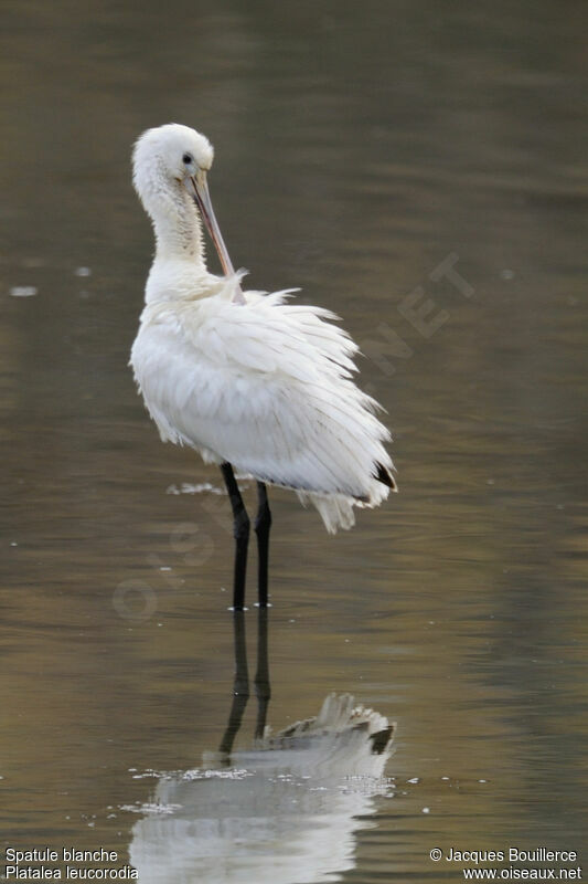 Eurasian Spoonbill