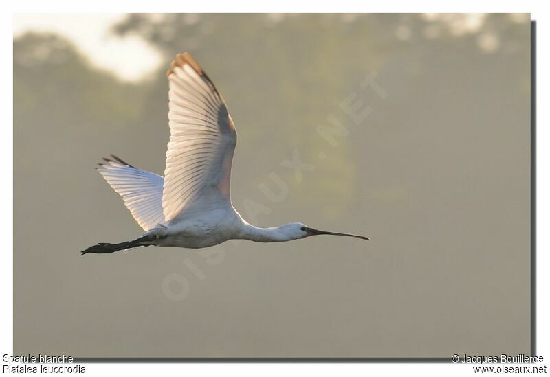 Eurasian Spoonbill