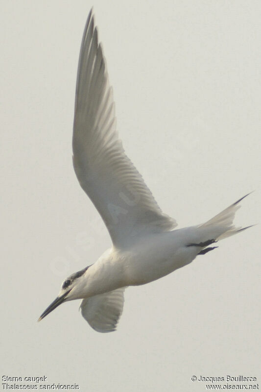 Sandwich Tern