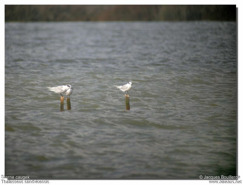 Sandwich Tern