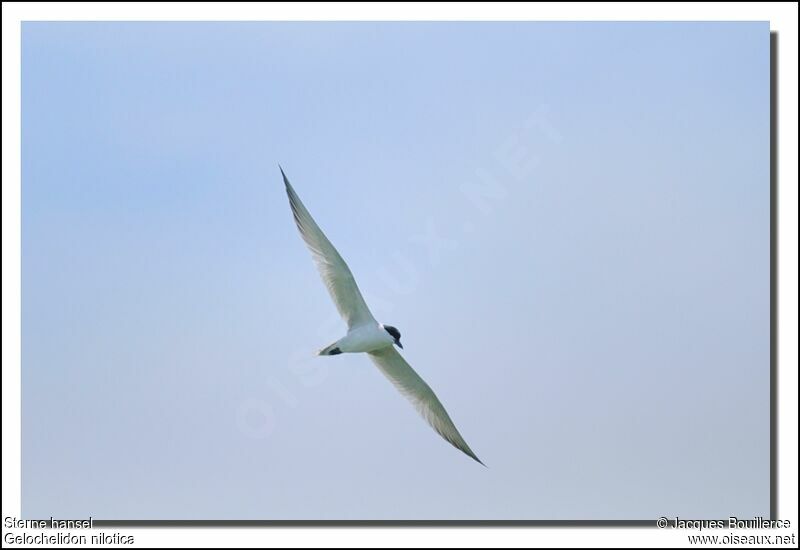 Gull-billed Ternadult