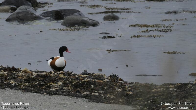 Common Shelduck