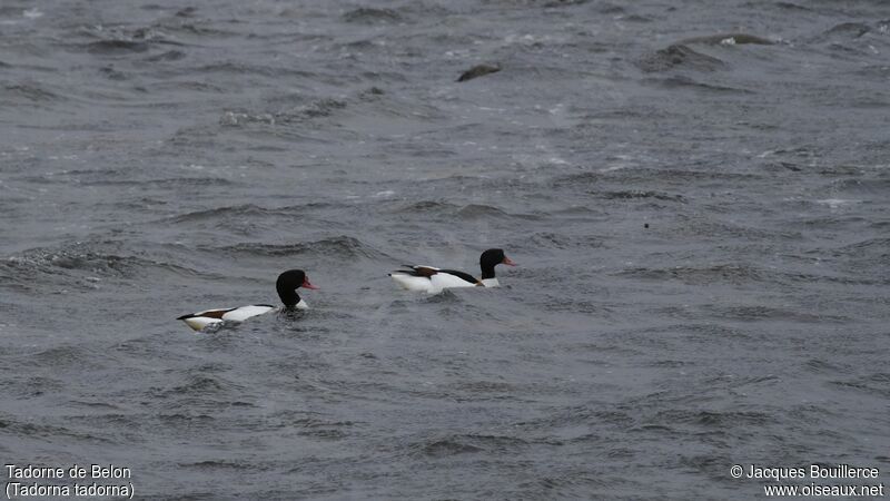 Common Shelduck