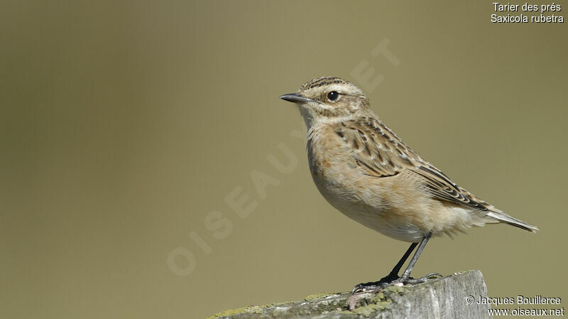 Whinchat