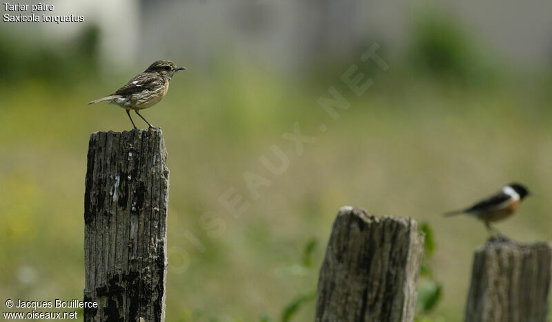 European Stonechat 