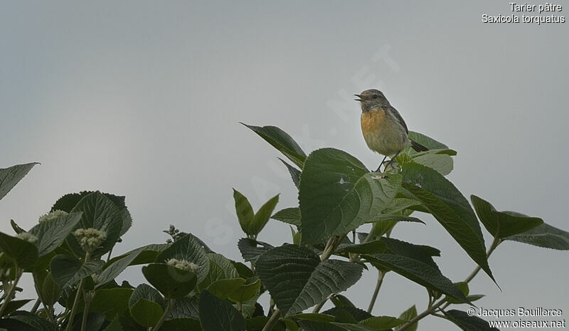 European Stonechat female