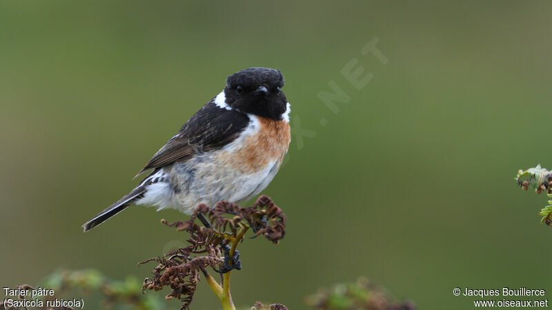 European Stonechat