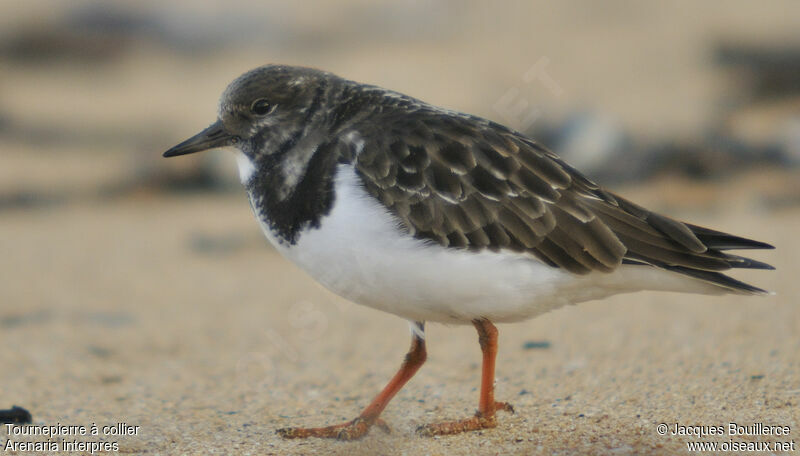 Ruddy Turnstone