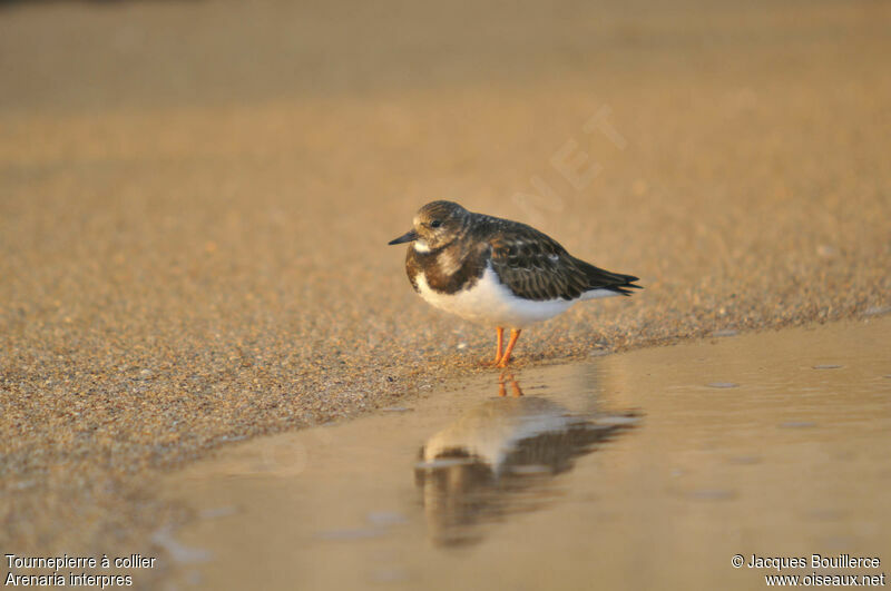 Ruddy Turnstone