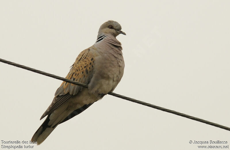 European Turtle Dove