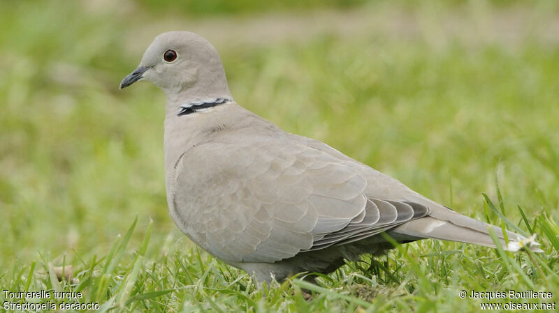 Eurasian Collared Dove