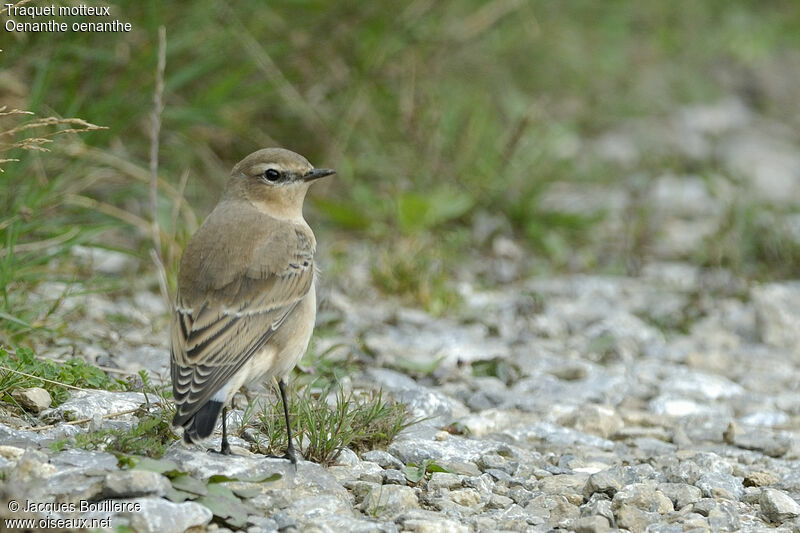 Northern Wheatear