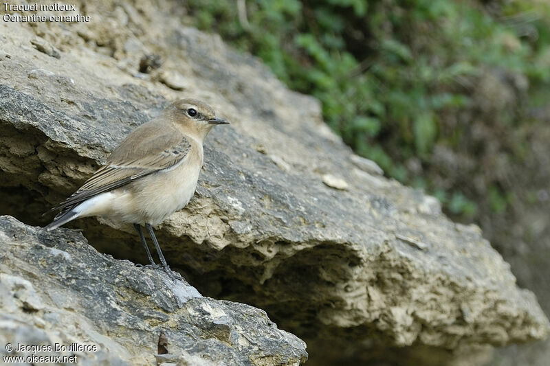 Northern Wheatear