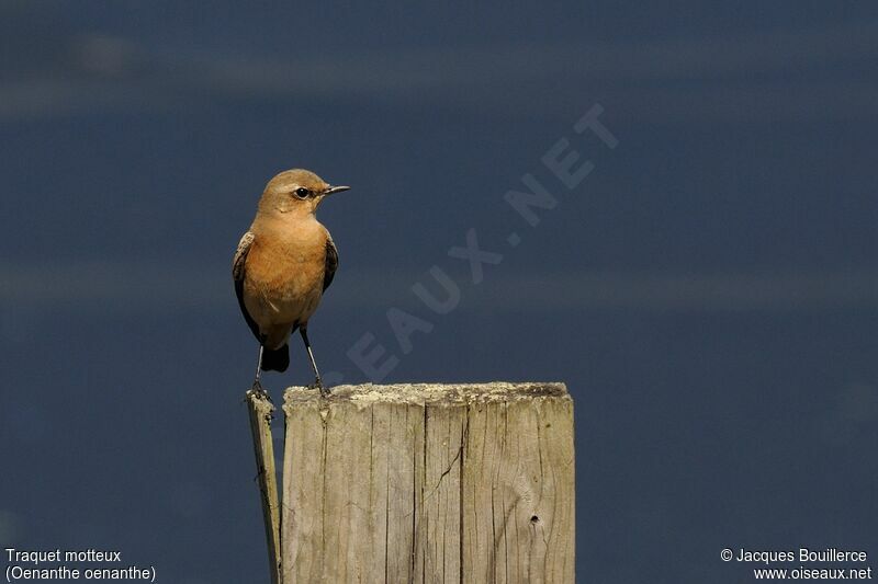 Northern Wheatear